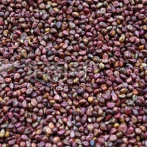 Grape Seed Extract, Vitis Vinifera Extract, Polyphenol