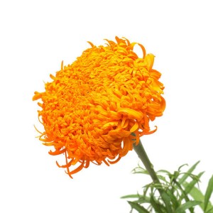 Marigold Flower Extract, Tagetes Erecta Extract, Lutein, Zeaxanthin